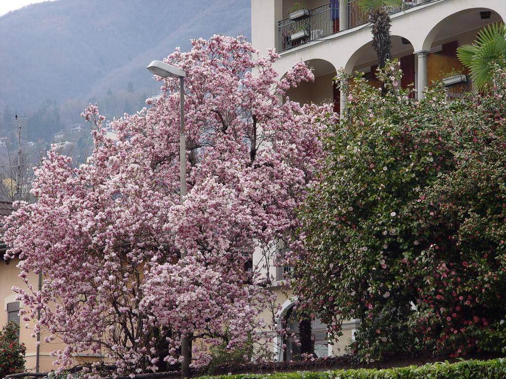 Albergo Camelia Locarno Esterno foto